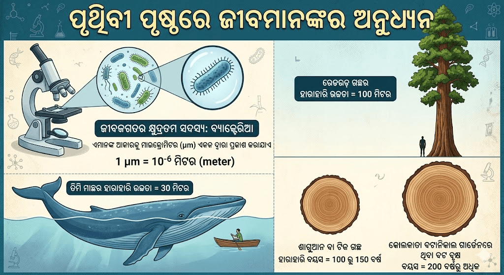 Biodiversity in the earth.